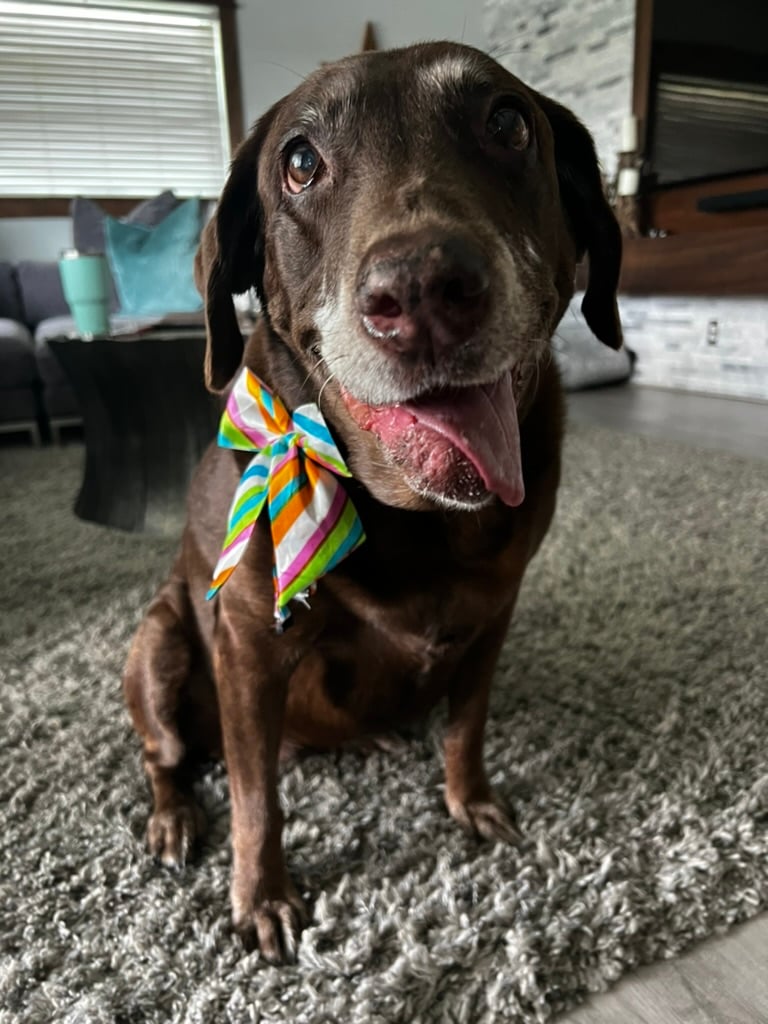 Beloved dog groomed by Angel Paws