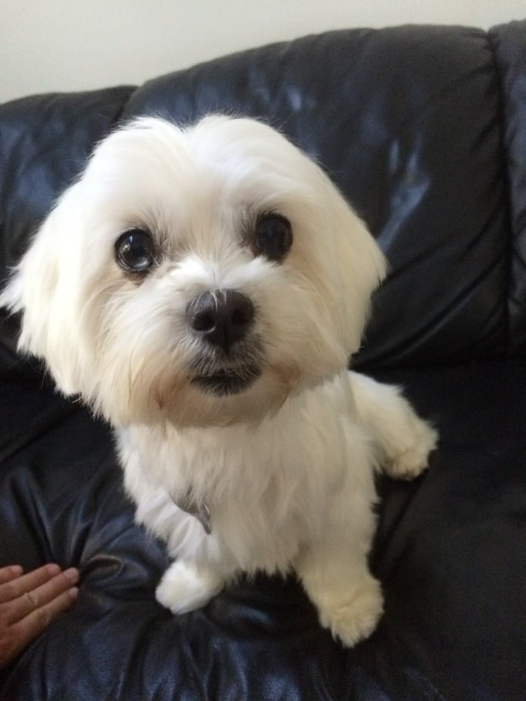 Beloved dog groomed by Angel Paws
