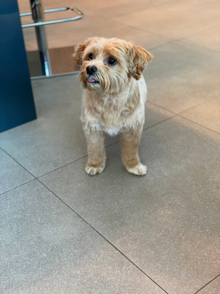 Beloved dog groomed by Angel Paws