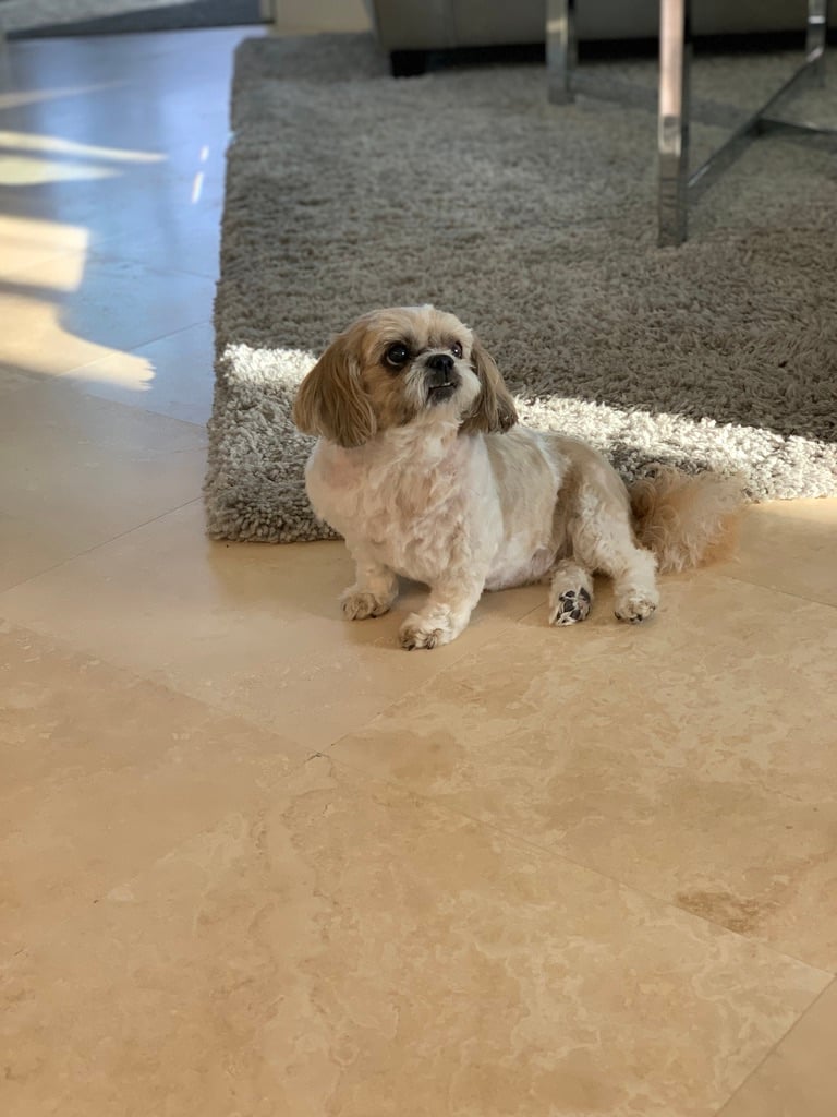 Beloved dog groomed by Angel Paws