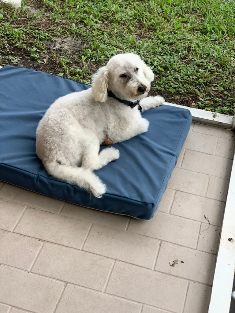 Beloved dog groomed by Angel Paws
