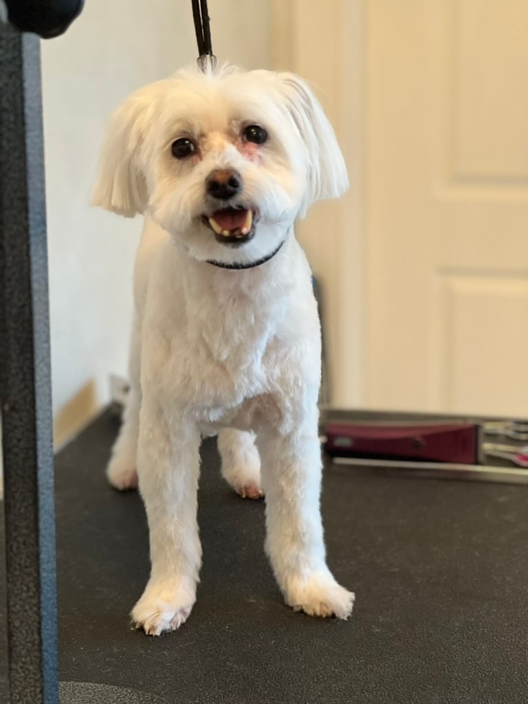 Beloved dog groomed by Angel Paws
