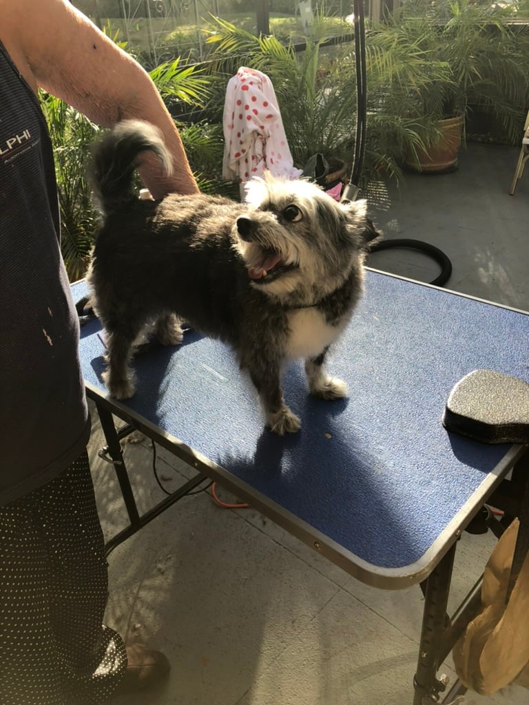 Beloved dog groomed by Angel Paws
