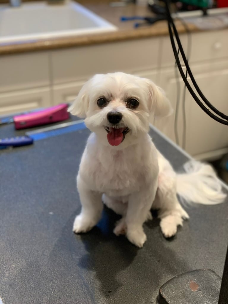 Beloved dog groomed by Angel Paws