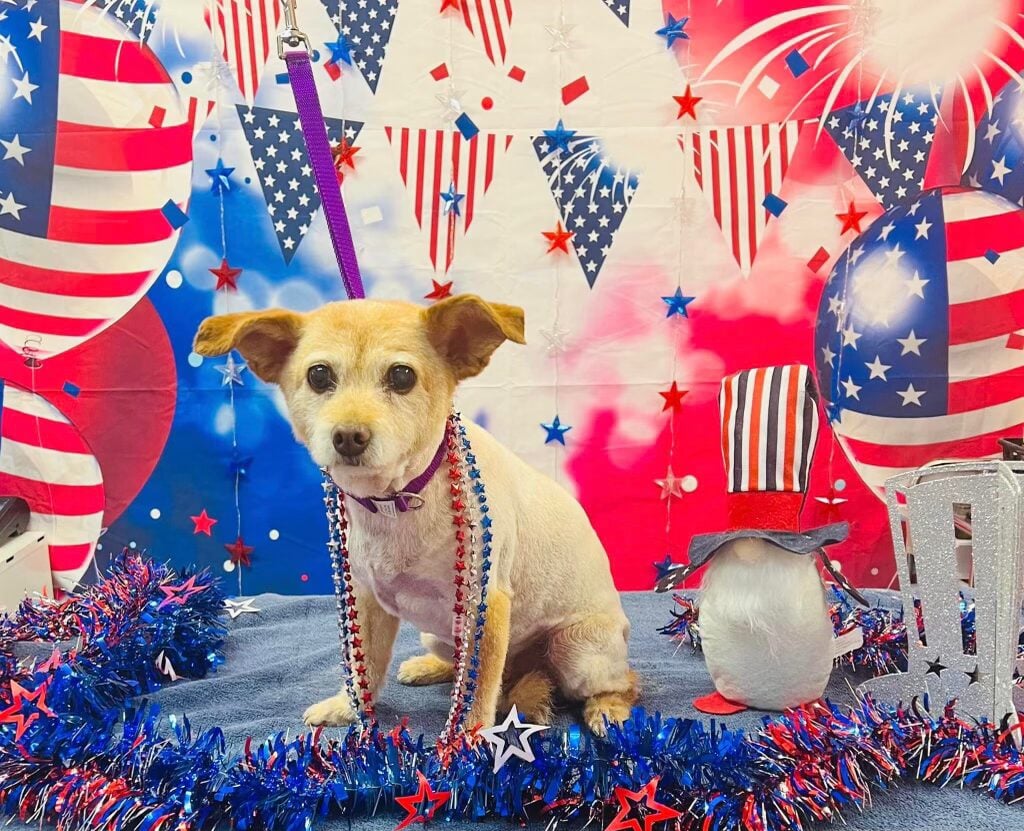Beloved dog groomed by Angel Paws