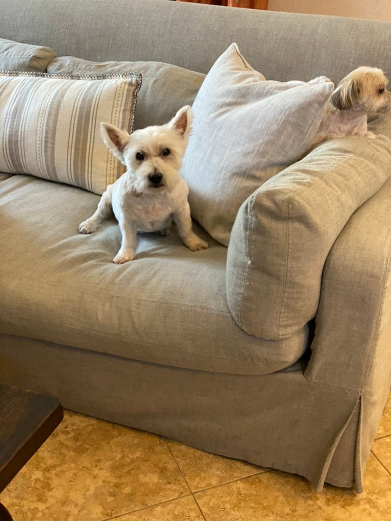 Beloved dog groomed by Angel Paws