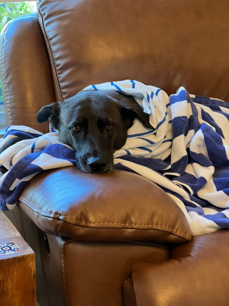 Beloved dog groomed by Angel Paws