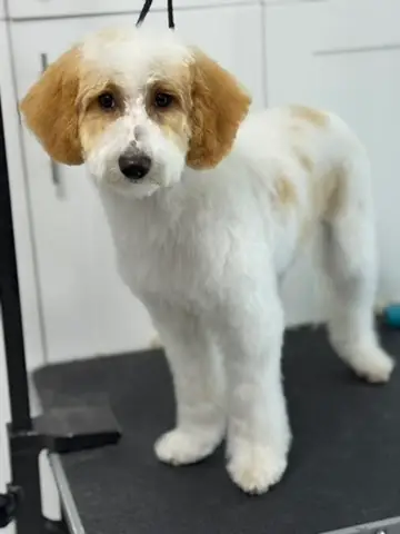 Happy Angel Paws customer
