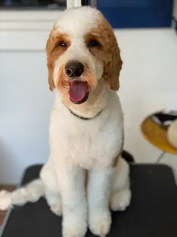 Happy Angel Paws customer