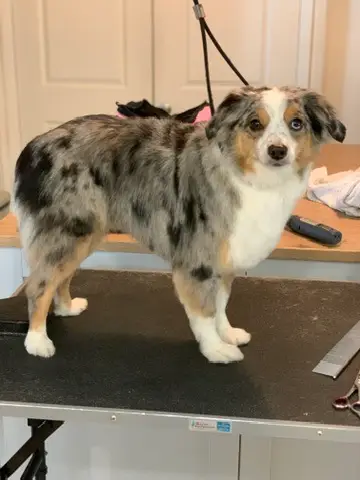 Happy Angel Paws customer