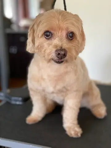 Happy Angel Paws customer