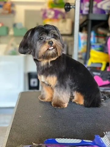 Happy Angel Paws customer