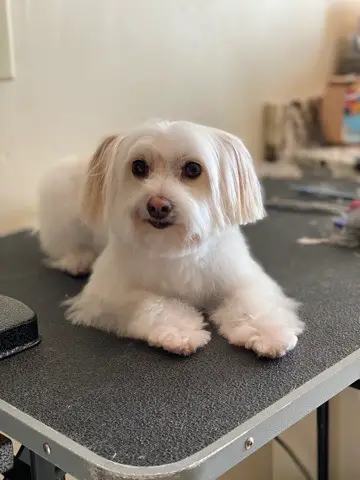 Happy Angel Paws customer