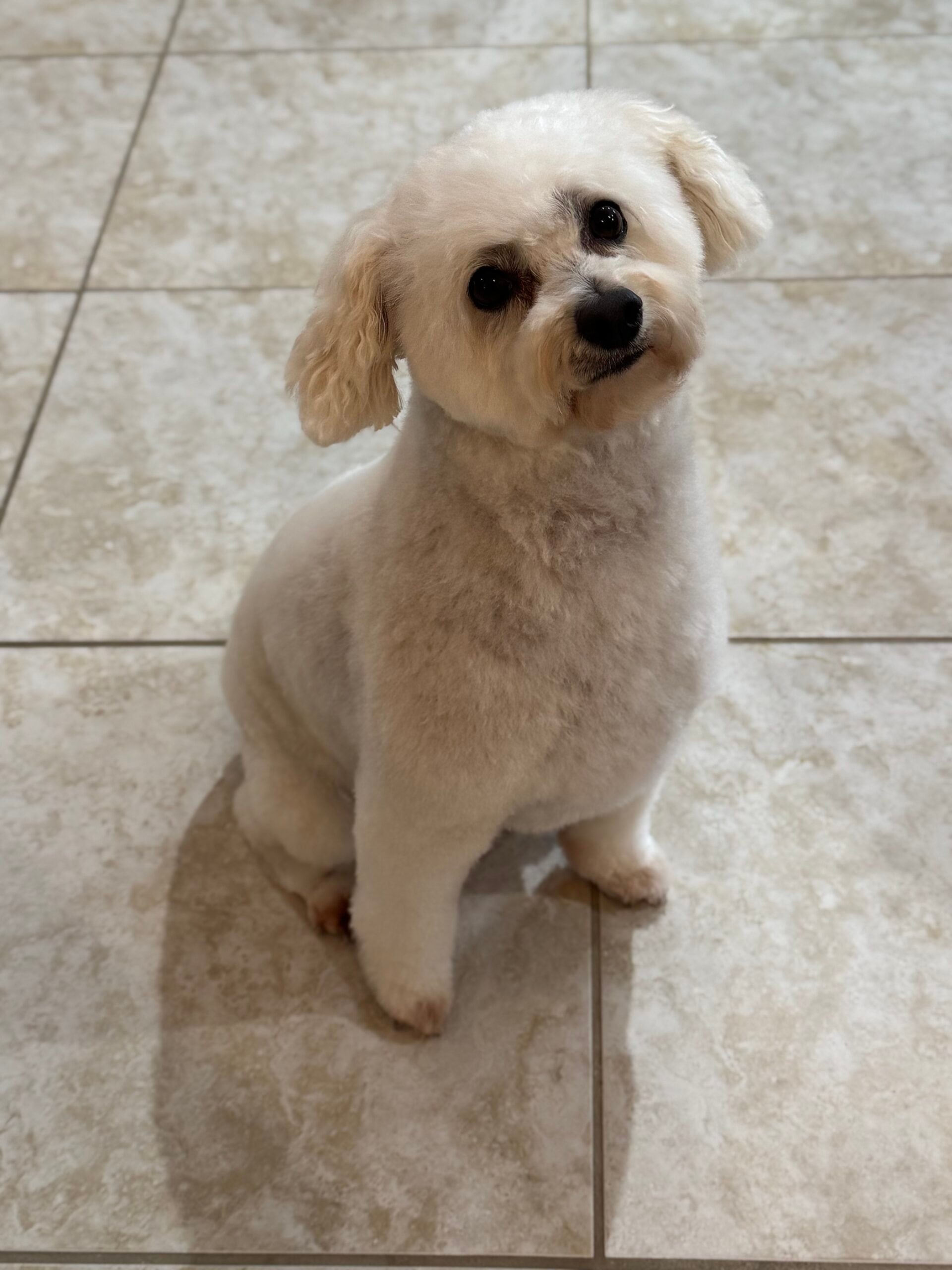 Happy Angel Paws customer