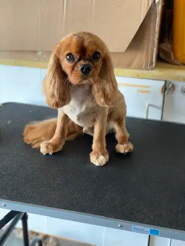 Happy Angel Paws customer