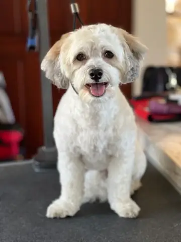 Happy Angel Paws customer