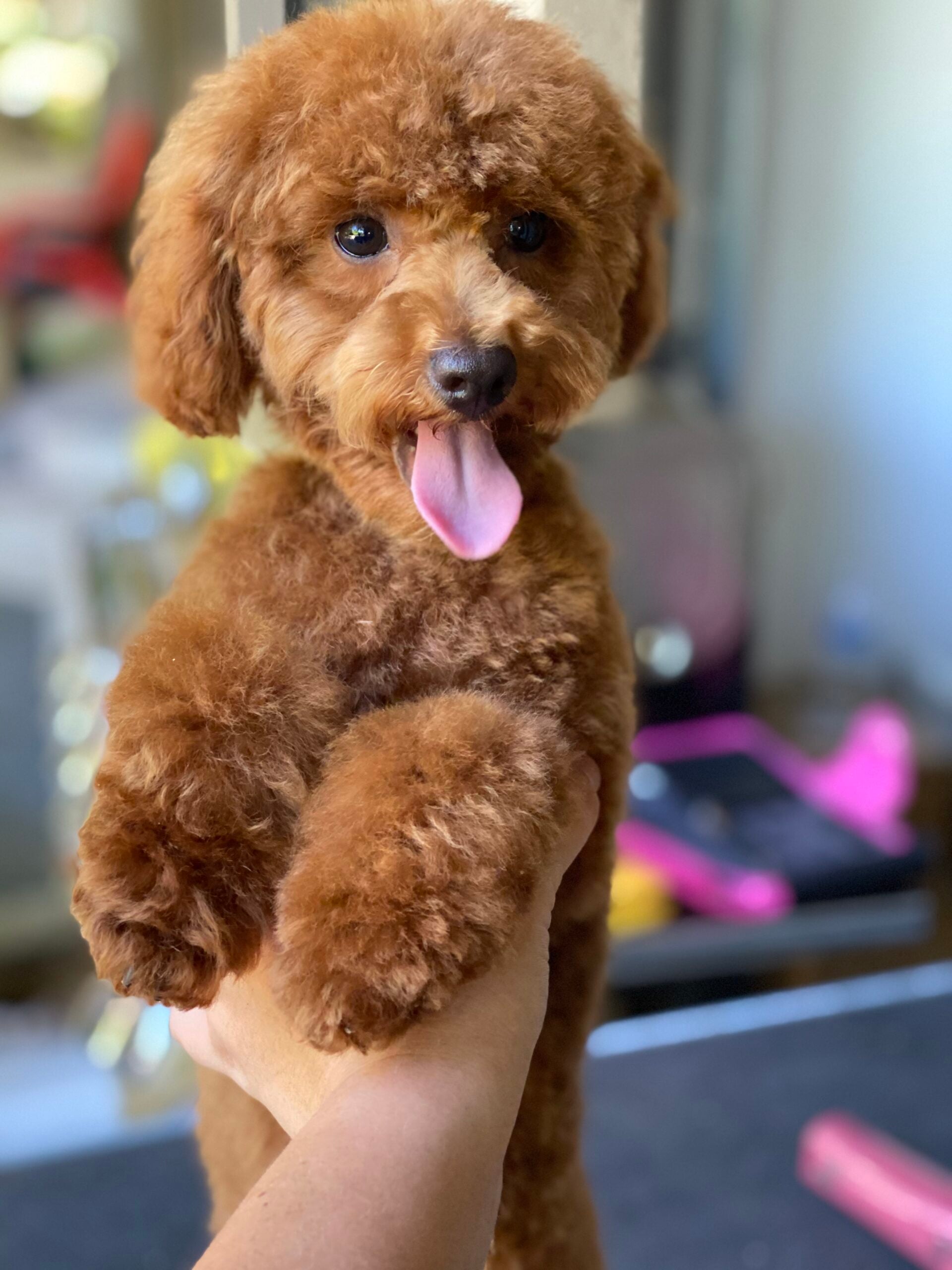 Happy Angel Paws customer