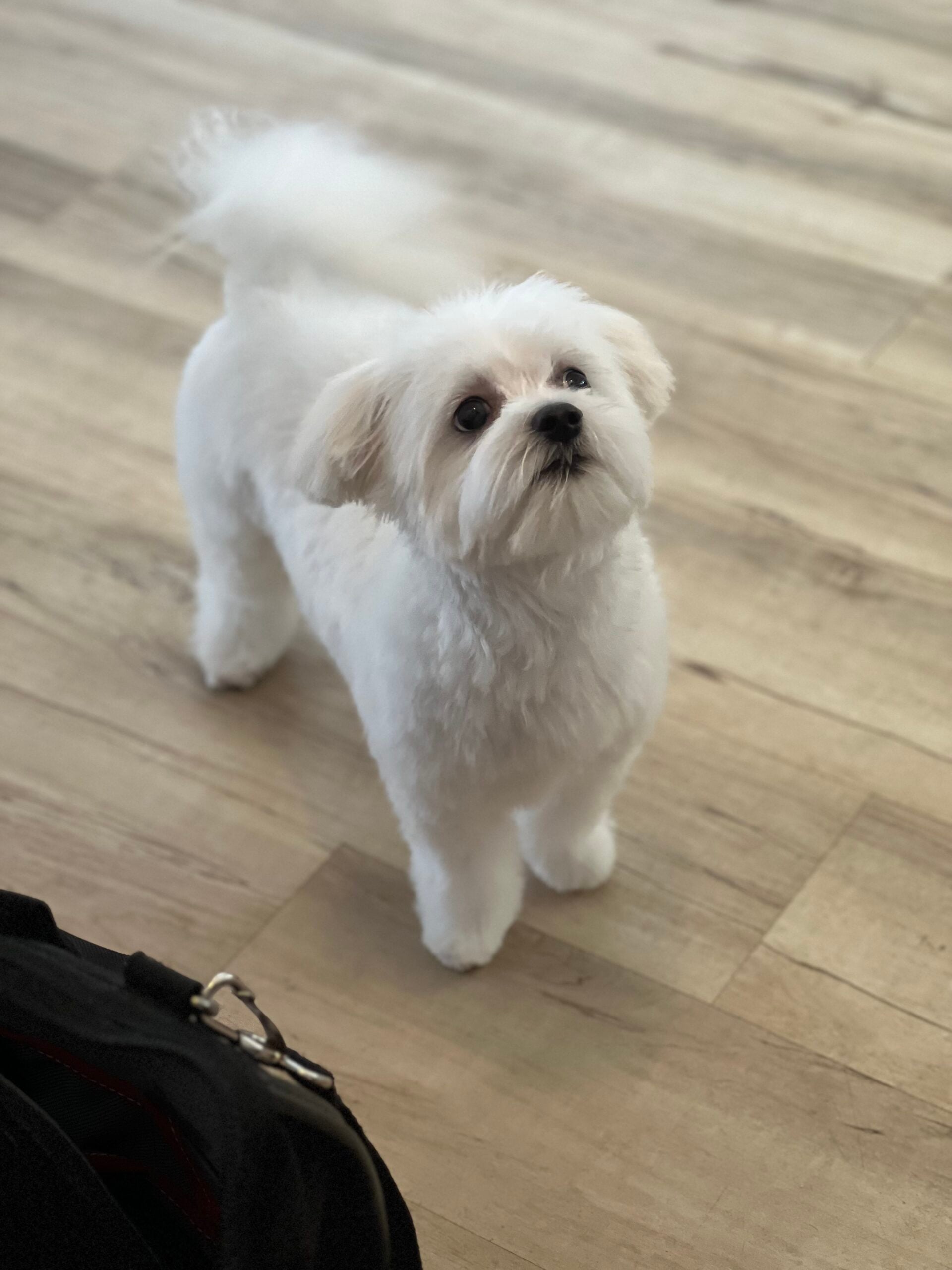 Happy Angel Paws customer