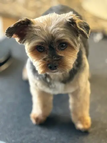 Happy Angel Paws customer