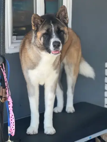 Happy Angel Paws customer