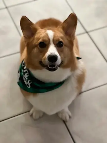 Happy Angel Paws customer