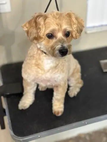Happy Angel Paws customer