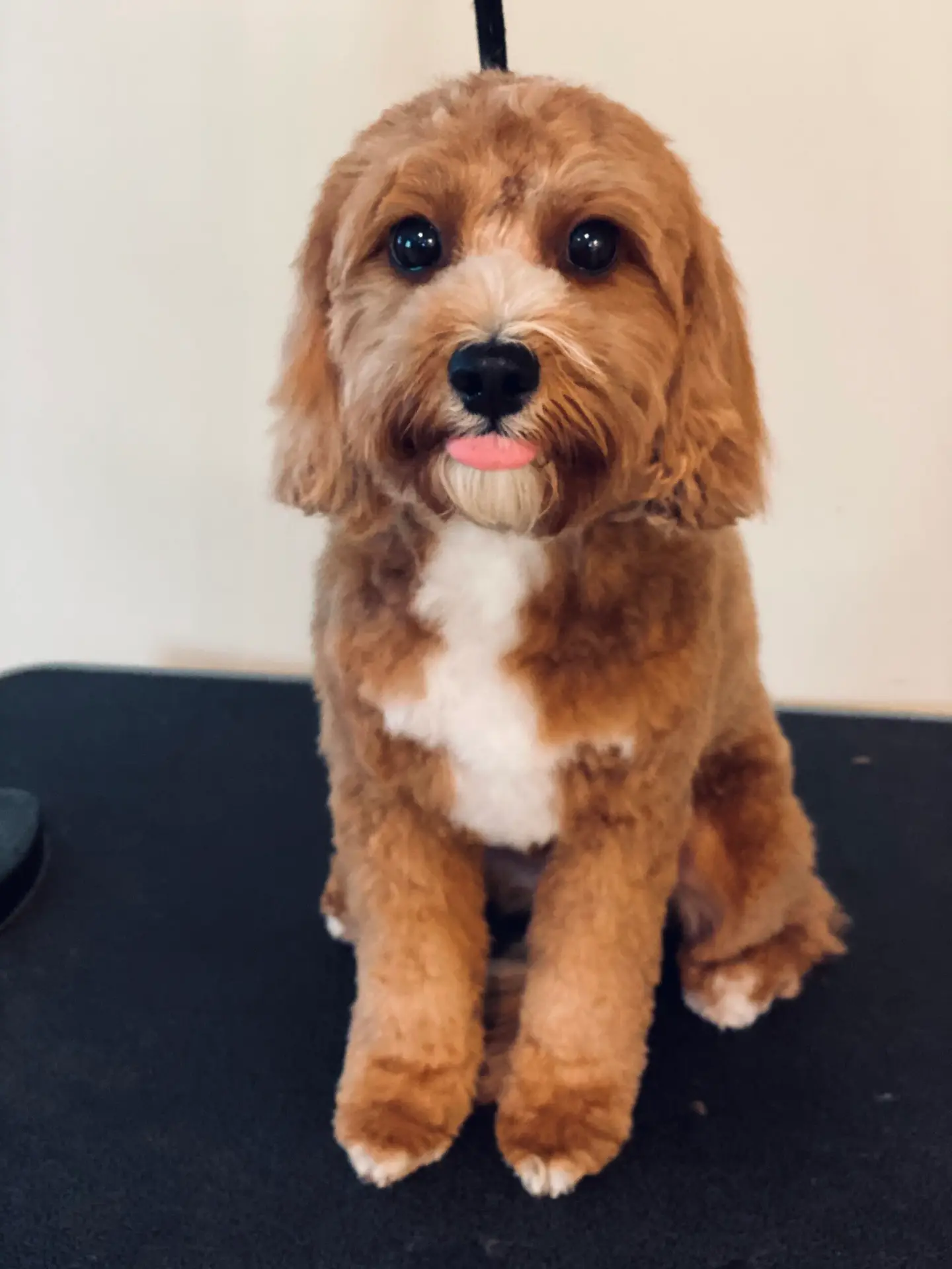 Happy Angel Paws customer