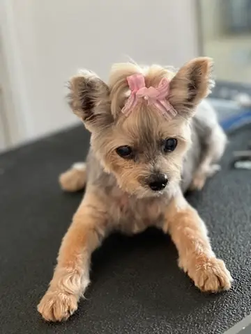 Happy Angel Paws customer