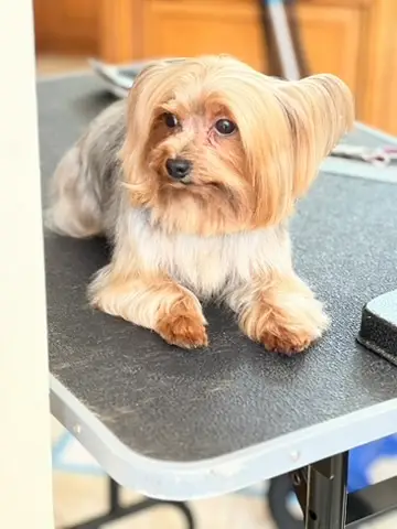 Happy Angel Paws customer
