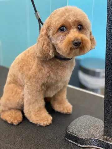 Happy Angel Paws customer