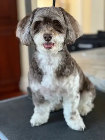 Happy Angel Paws customer