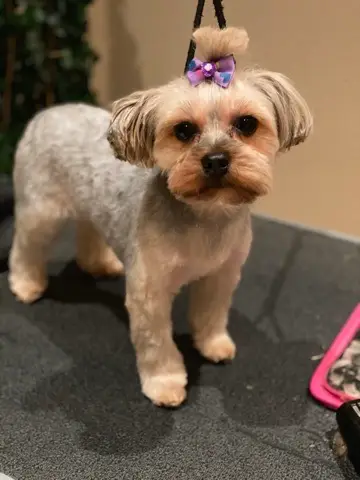 Happy Angel Paws customer
