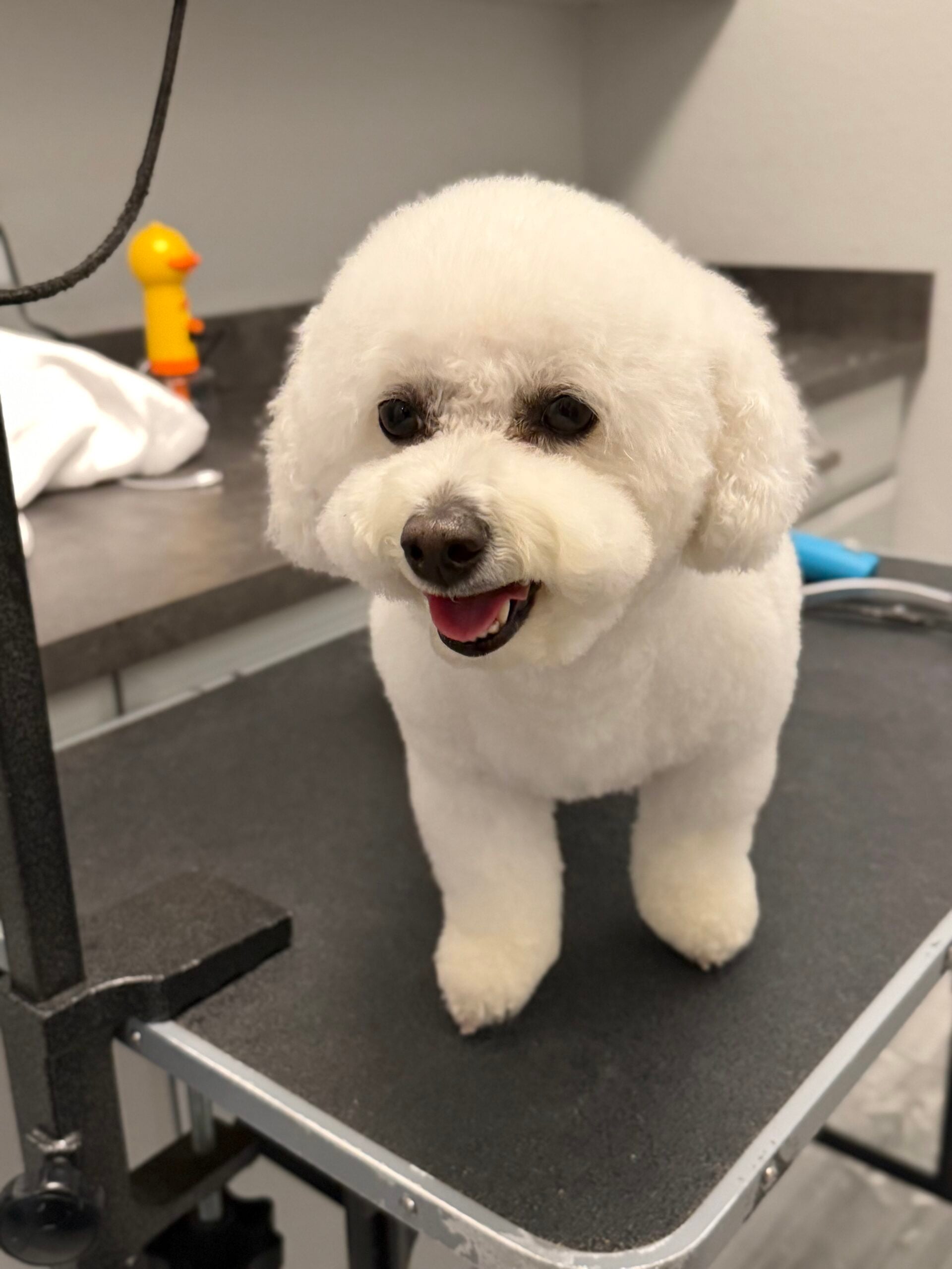 Happy Angel Paws customer
