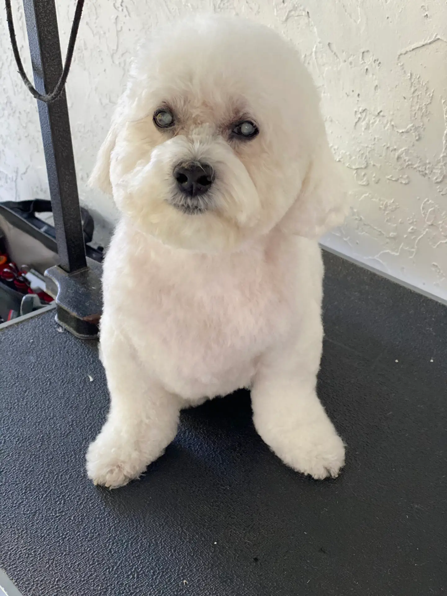 Happy Angel Paws customer