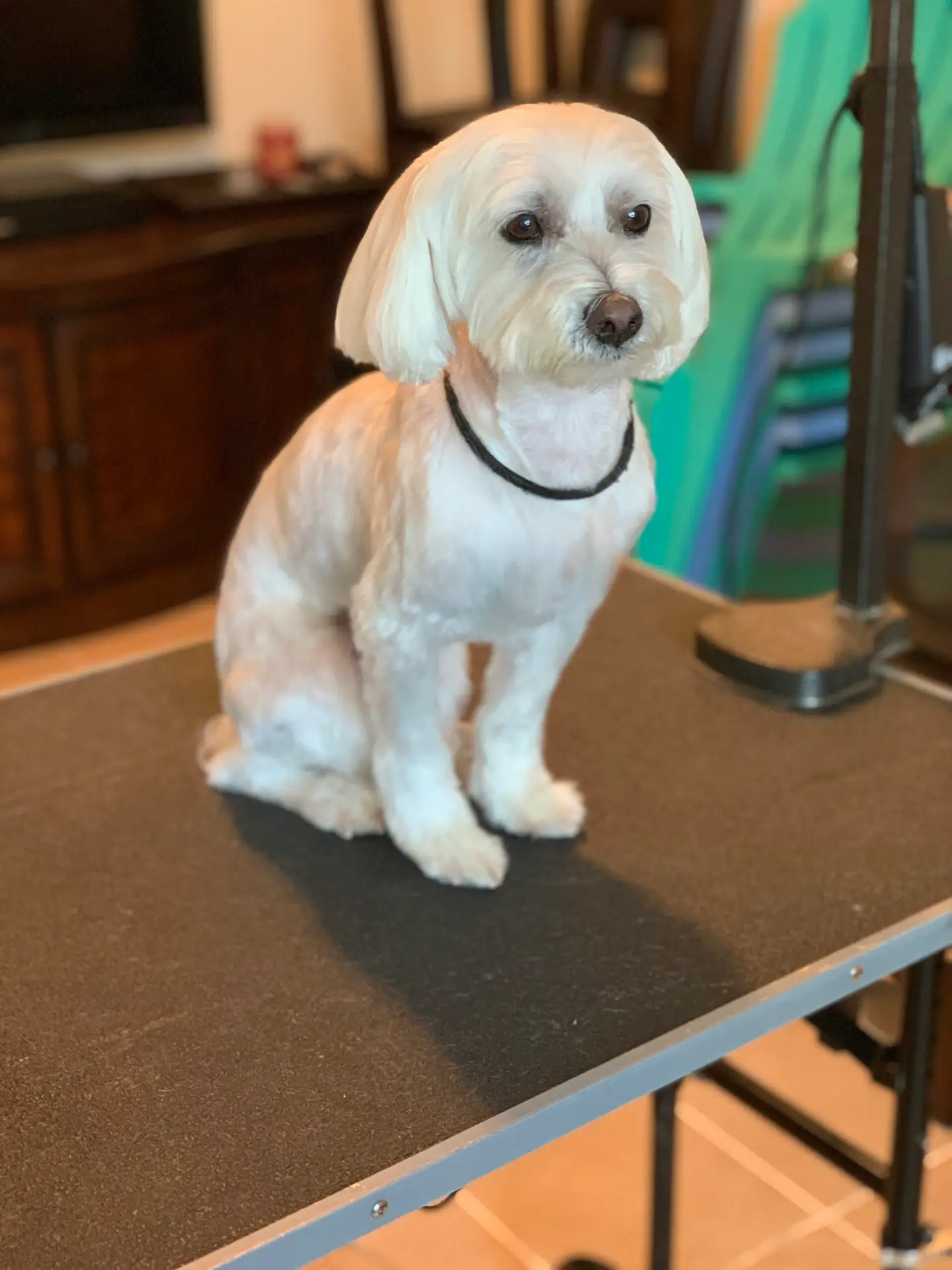 Happy Angel Paws customer
