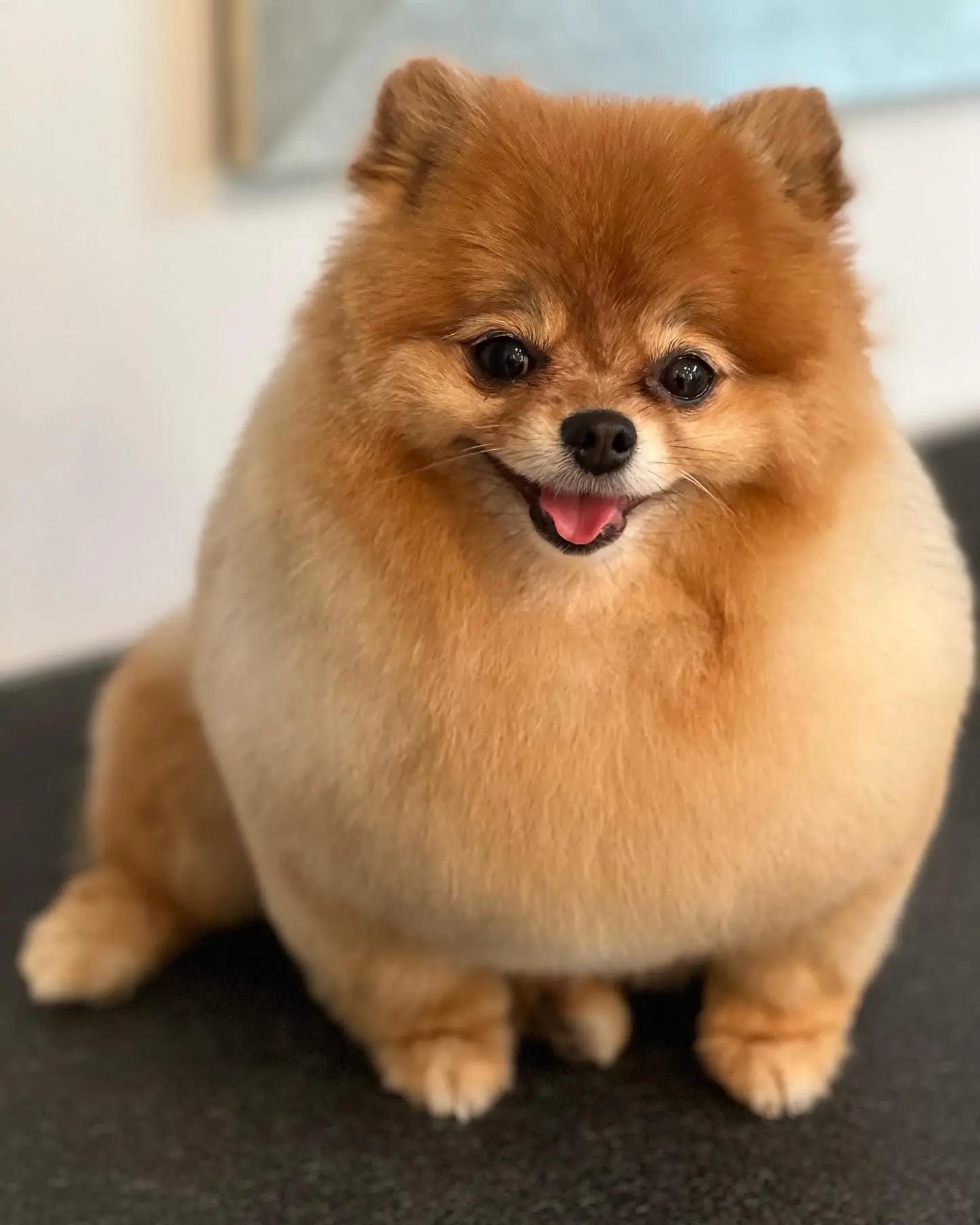 Happy Angel Paws customer