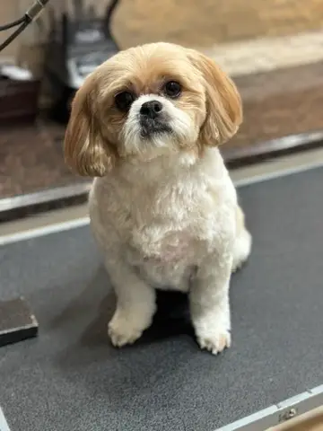 Happy Angel Paws customer
