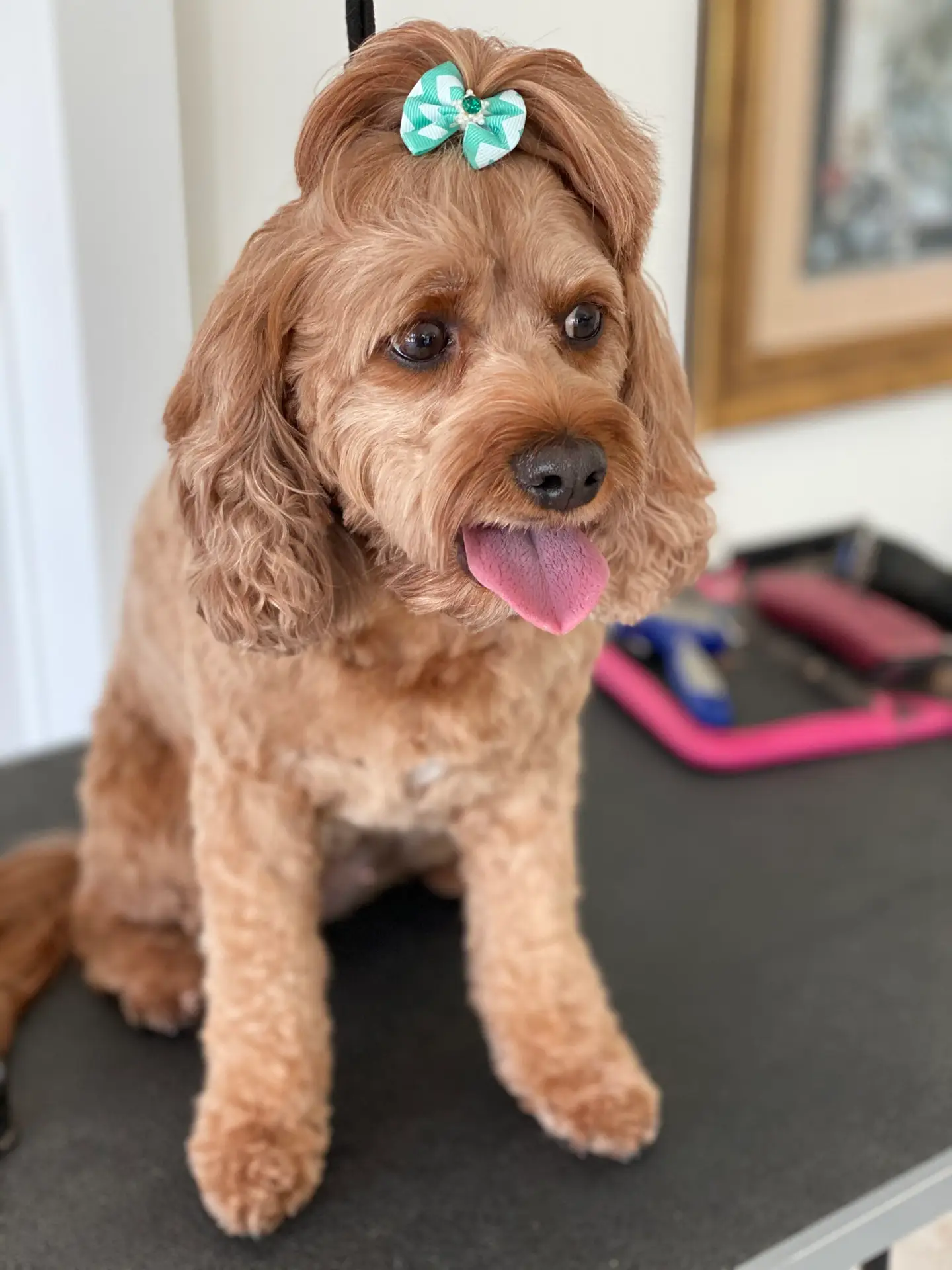 Happy Angel Paws customer