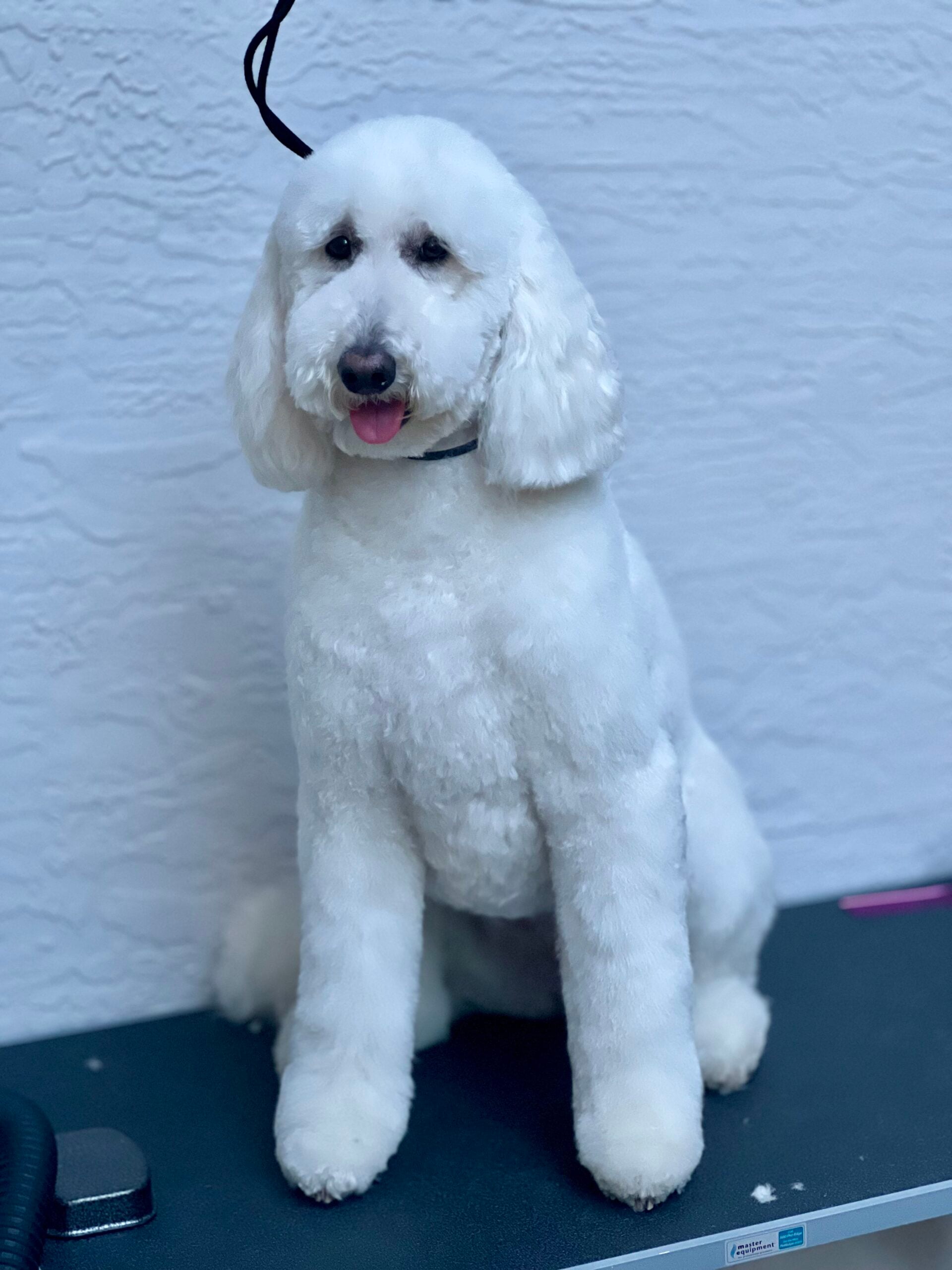 Happy Angel Paws customer