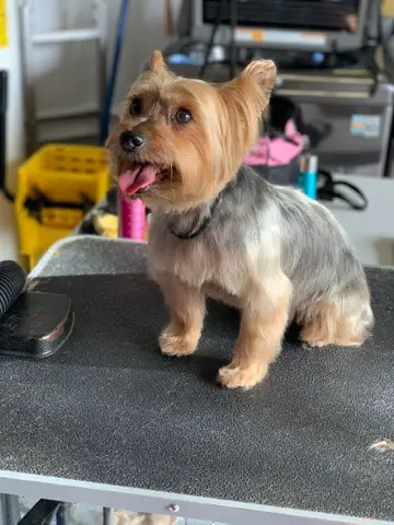Happy Angel Paws customer
