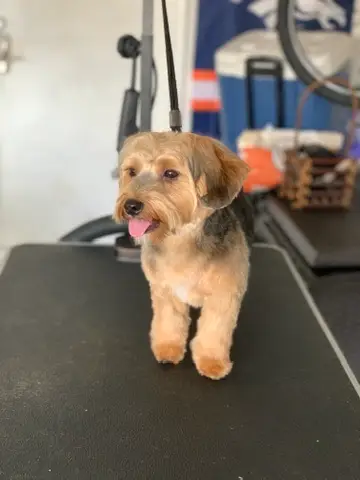 Happy Angel Paws customer