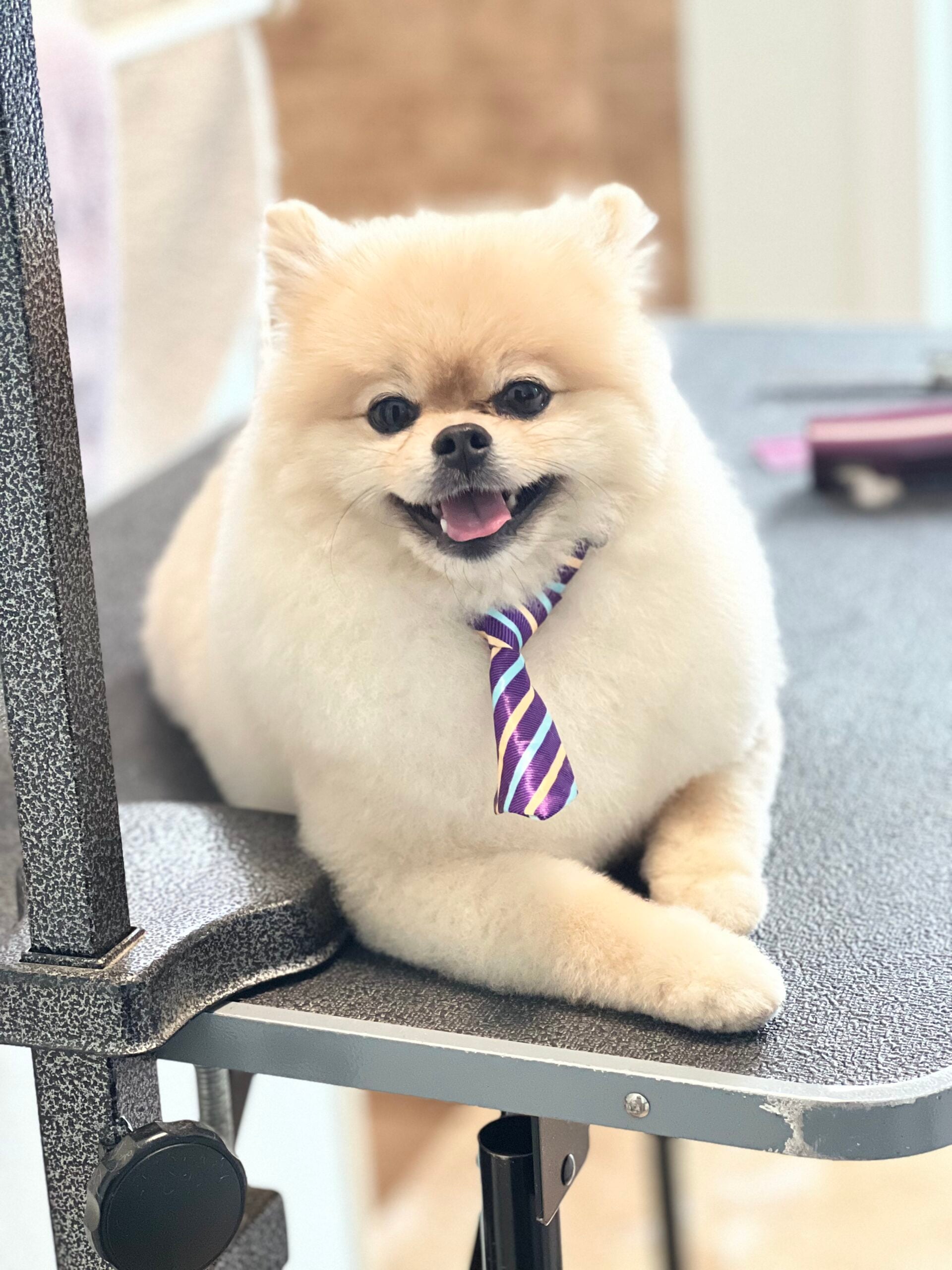Happy Angel Paws customer