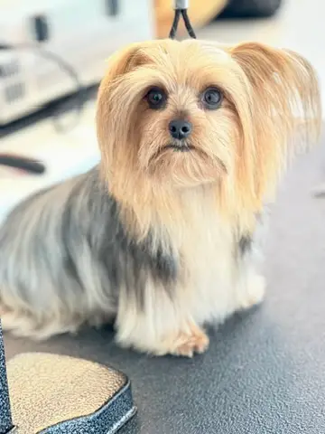 Happy Angel Paws customer