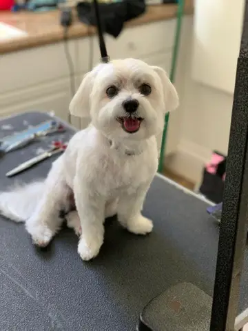 Happy Angel Paws customer
