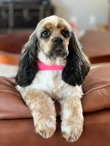 Happy Angel Paws customer