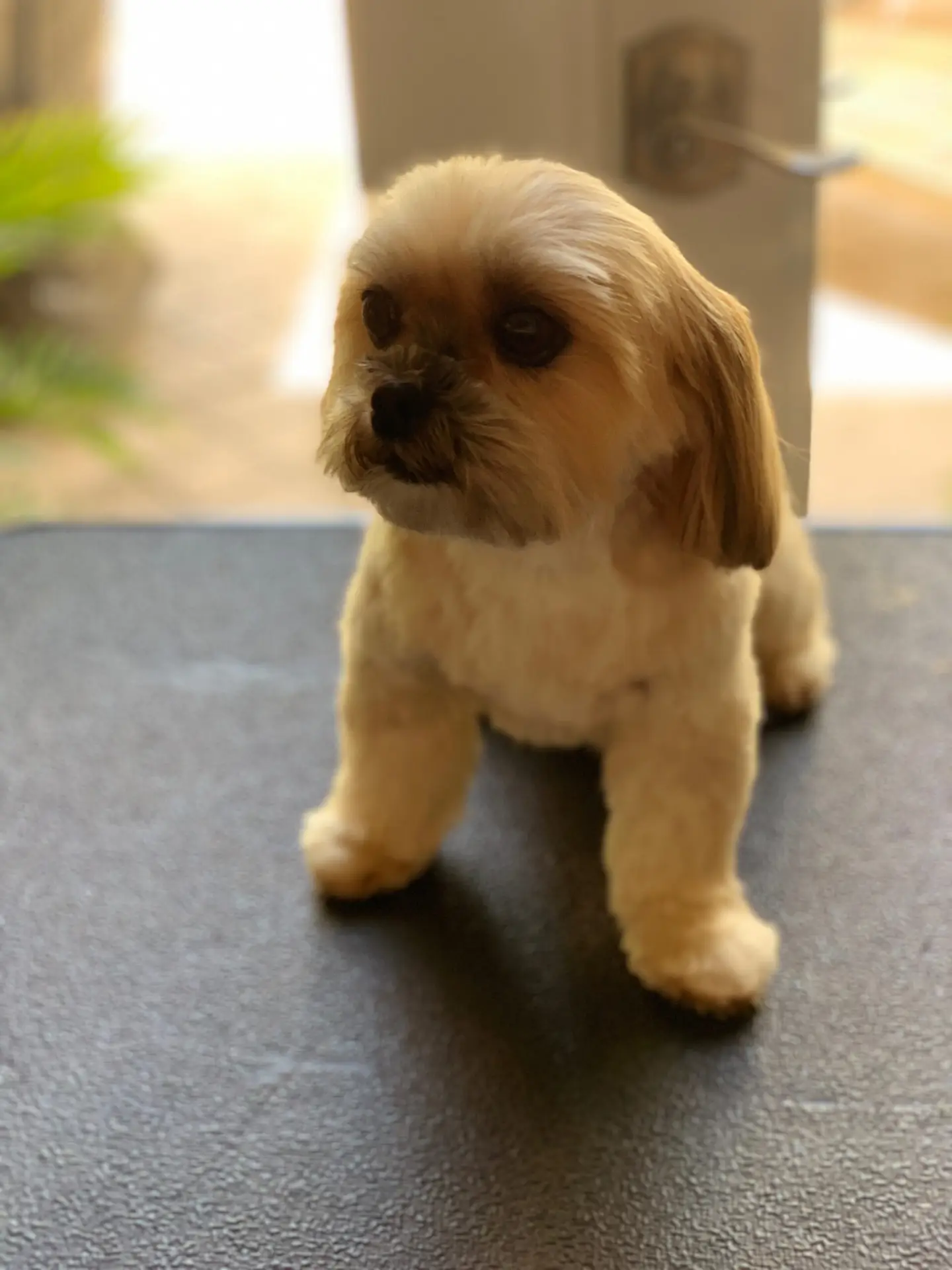 Happy Angel Paws customer