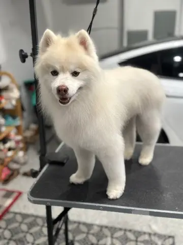 Happy Angel Paws customer