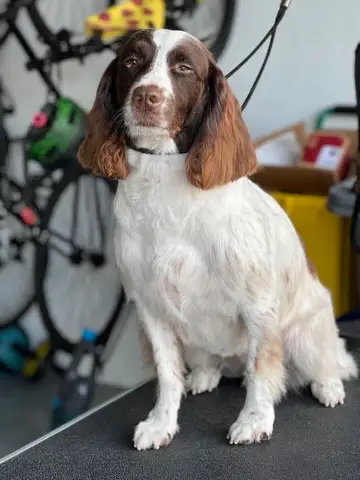 Happy Angel Paws customer