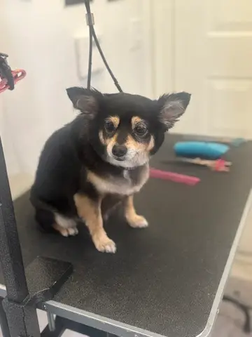 Happy Angel Paws customer