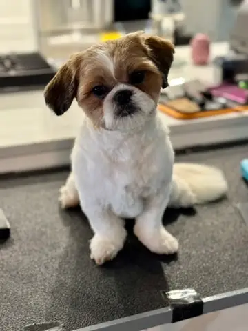 Happy Angel Paws customer